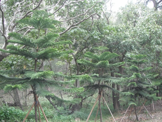 台東森林公園 樹屋