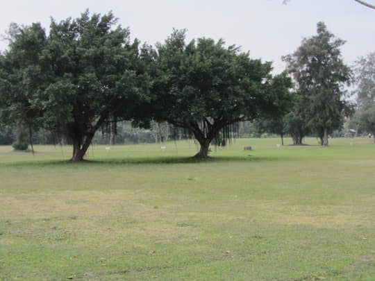  台東森林公園 大草原