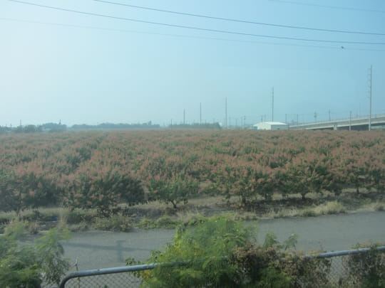 南迴鐵道線 大武至枋寮 芒果園