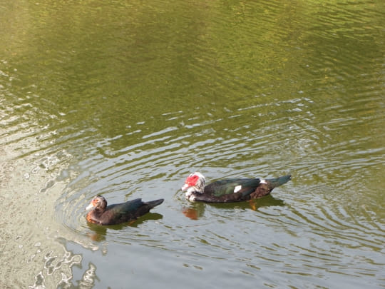 高雄中央公園 景觀湖