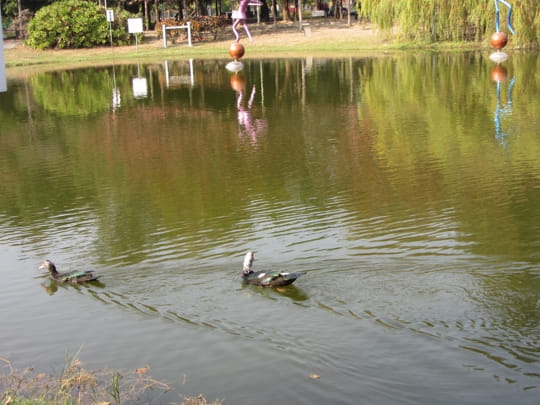 高雄中央公園 景觀湖