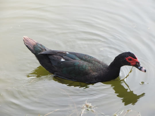 高雄中央公園 景觀湖