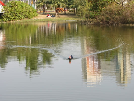 高雄中央公園 景觀湖