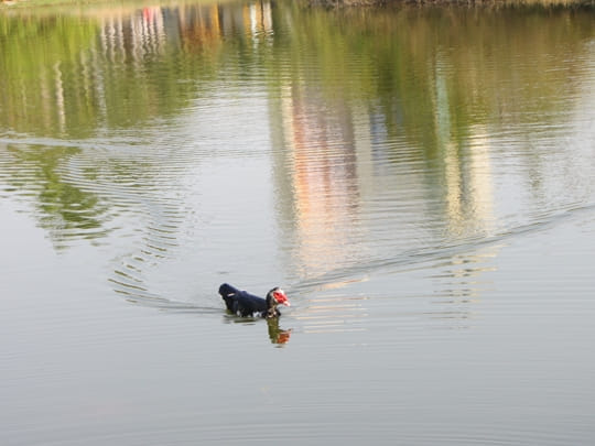 高雄中央公園 景觀湖