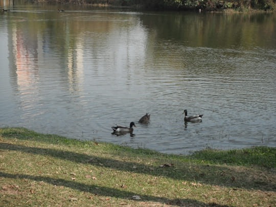 高雄中央公園 景觀湖