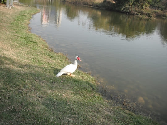 高雄中央公園 景觀湖