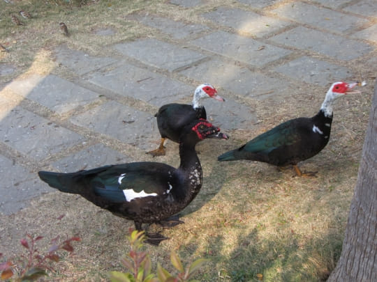 高雄中央公園