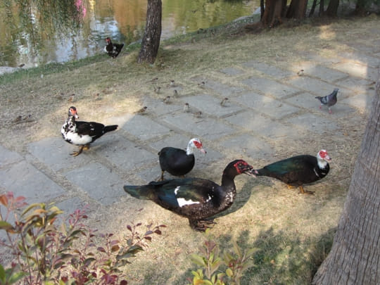 高雄中央公園