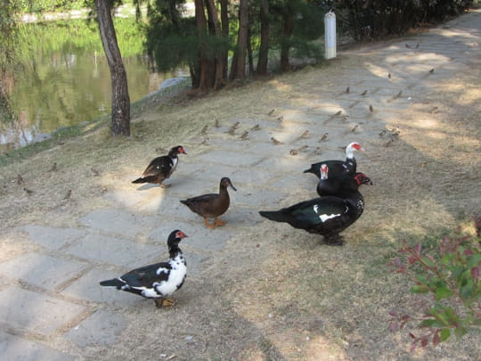 高雄中央公園