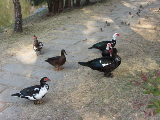 高雄中央公園