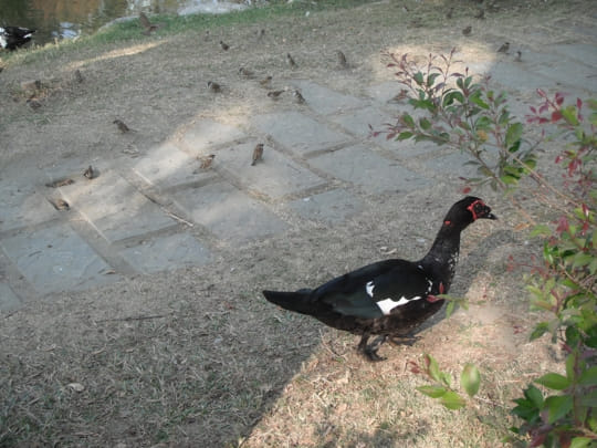 高雄中央公園