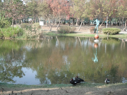 高雄中央公園 景觀湖